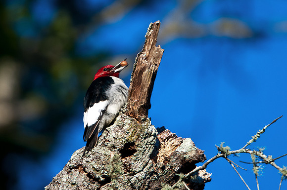 Redheaded Woodpecker