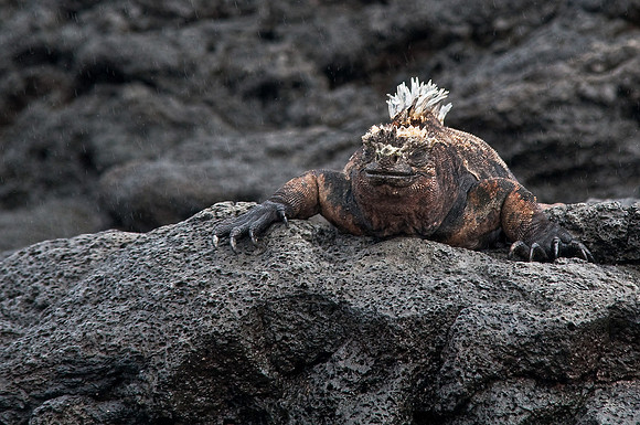 Marine Iguana