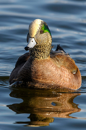American Wigeon