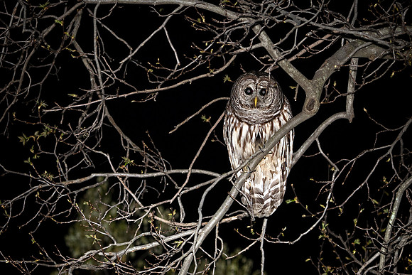 Barred Owl