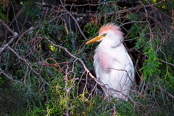 Cattle Egret