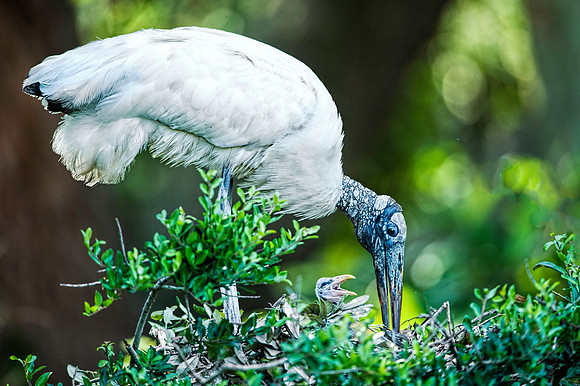 Hungry Wood Stork Chick Wanting to Be Fed
