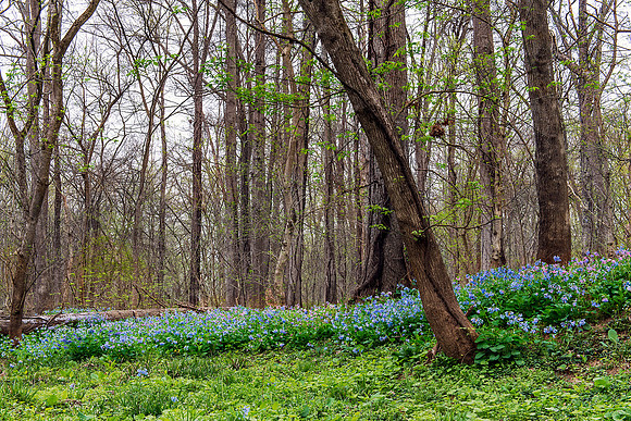 Bluebells at Merrimac Farm Wildlife Management Area