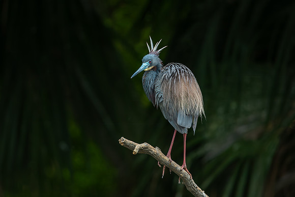 Tricolored Heron Portrait
