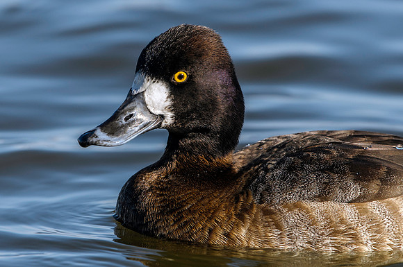 Ring-Necked Duck