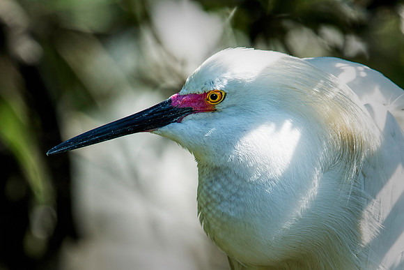 Snowy Egret
