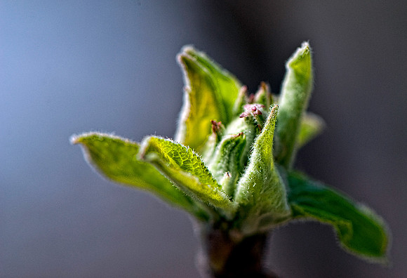 First Spring Leaves