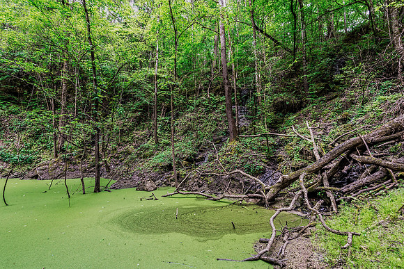 Duckweed-Covering-Devils-Millhopper-Sink-Hole-2a
