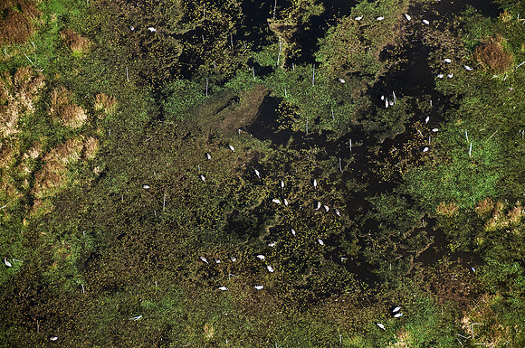 Directly over Sandhill Cranes