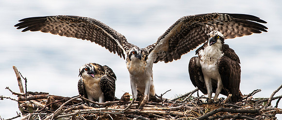 Osprey CHick with Wings Spread