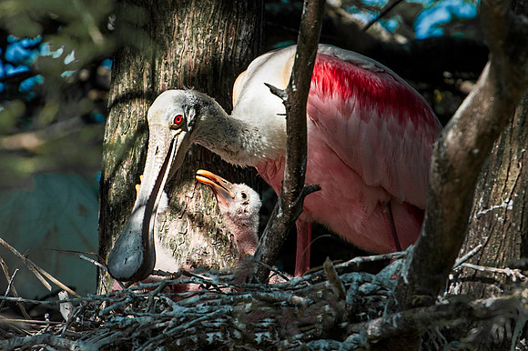Rosetta Spoonbill with Chick in Nest