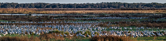 Cranes on PPPSP 12x48