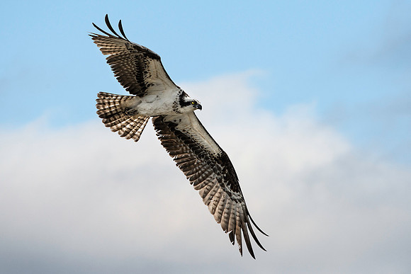 Male Osprey