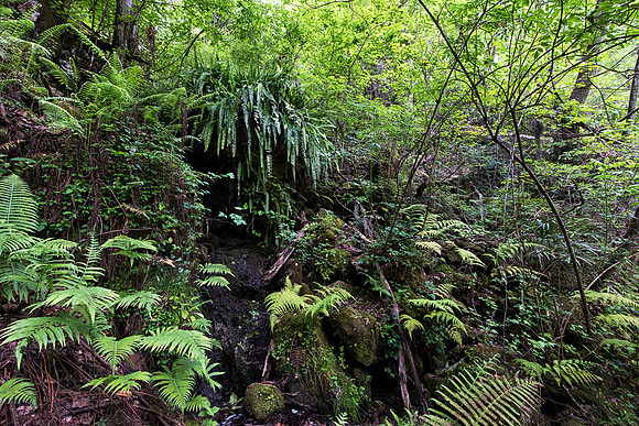 Lush Vegatation and Ferns on the Side of the Sink Hole