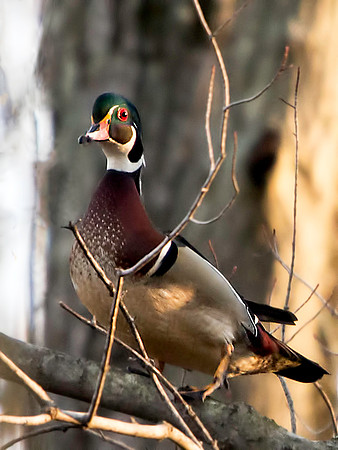 Male Wood Duck