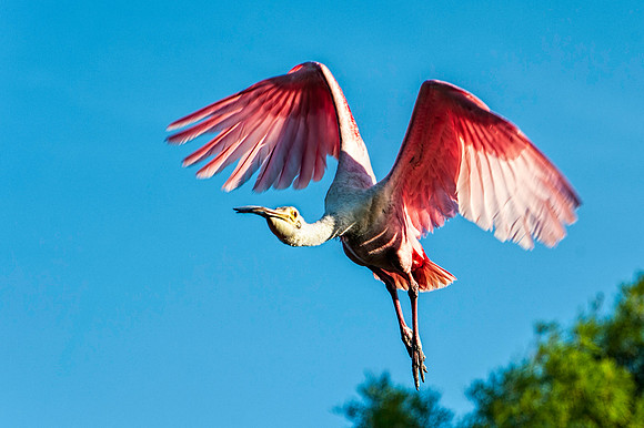 Rosetta Spoonbill in Flight
