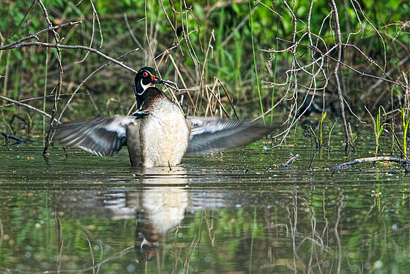 Drake Wood Duck Wings Up