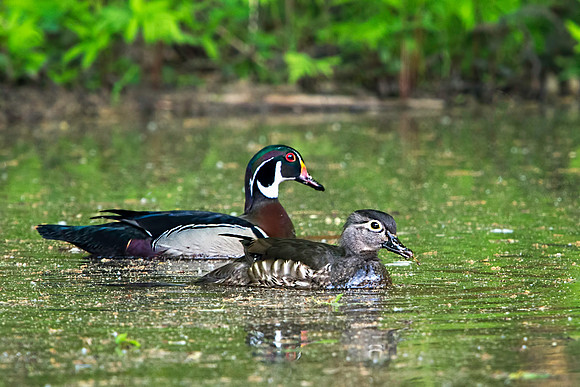 Pair of Wood Ducks at Huntley Meadows