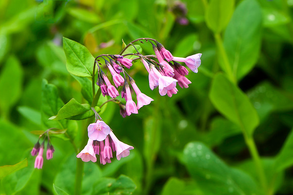 Pink Bluebells Up Close