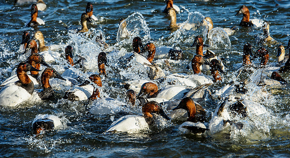 Duck Feeding Frenzy