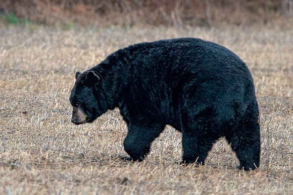 Black Bear