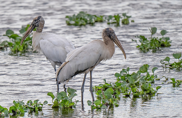 Wood Storks wading