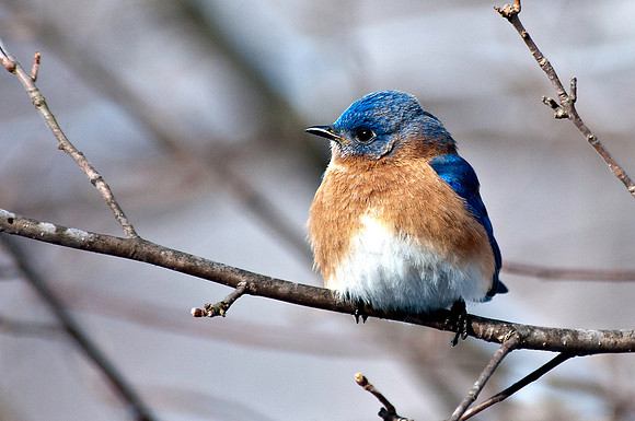 Bluebird