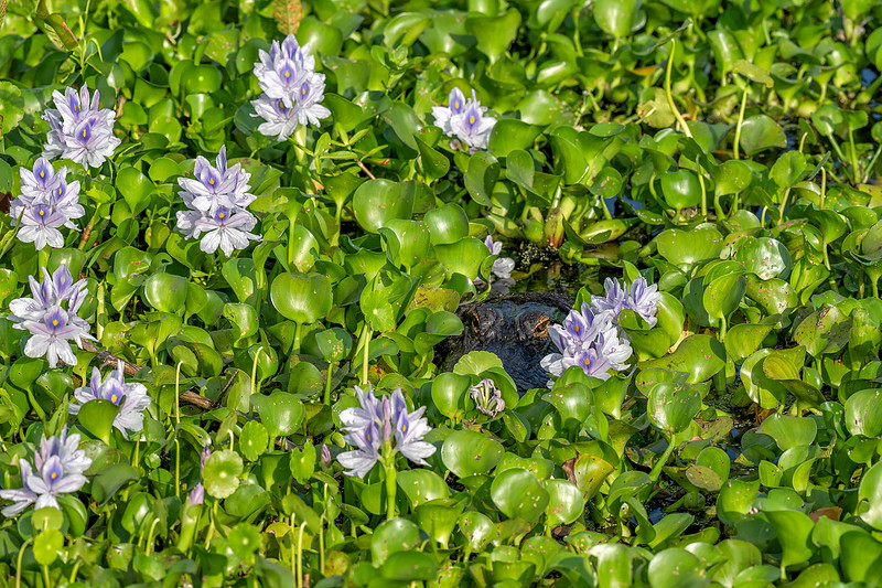 Stephen L Tabone Nature Photography | Home Page Slideshow