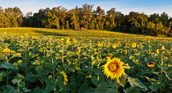 Sunflowers Early Sunrise