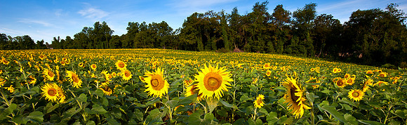Field of Sunflowers