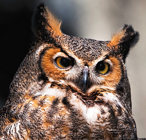 Great Horned Owl