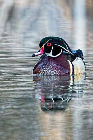 Drake Wood Duck