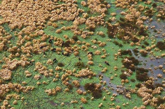 12 Bison on Paynes Prairie