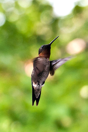 Male Ruby-throated Hummingbird