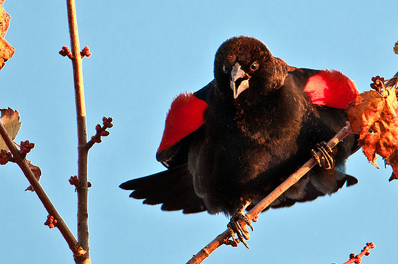 Red-winged Blackbird