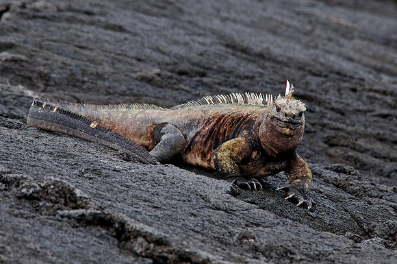 Marine Iguana