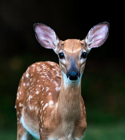 Fawn Portrait