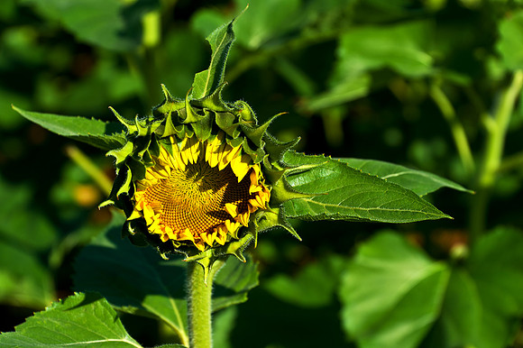 Sunflower Bud
