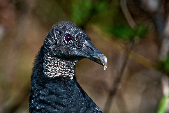 Black Vulture