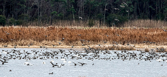 Mostly Pintails