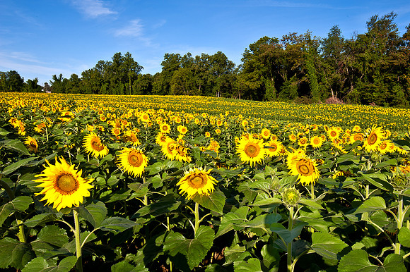 Field of Sunflowers