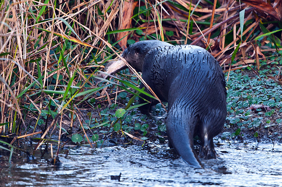 Otter with Fish