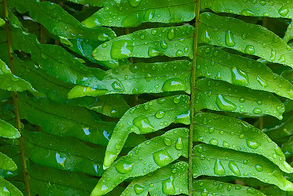Boston Fern after Rain