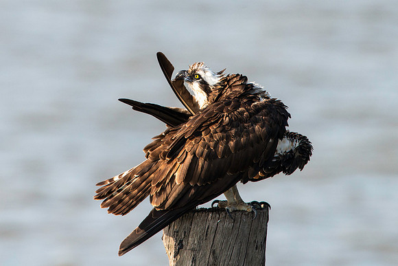 Female Osprey Preening