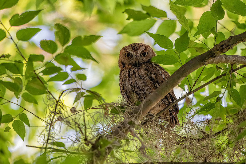 Stephen L Tabone Nature Photography | Home Page Slideshow