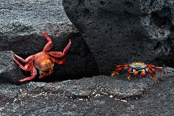 Sally Lightfoot Crabs