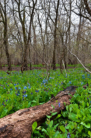Virginia Bluebells at Merrimac Farm Wildlife Management Area, VA