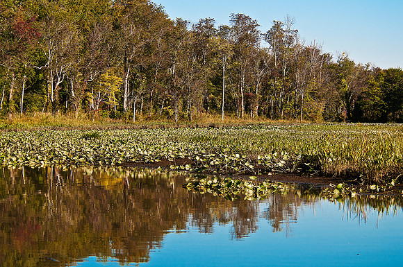 Featherstone National Refuge