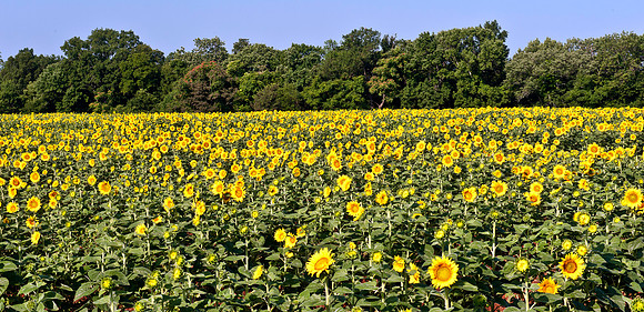 Field of Sunflowers