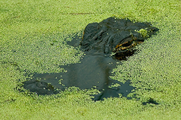 Gator Peering from Under Duckweed